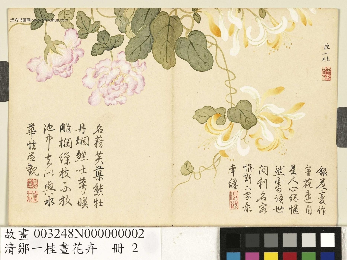 清_邹一桂_花卉册　金银藤缠枝莲